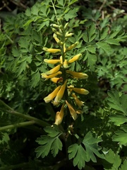 Corydalis formosana