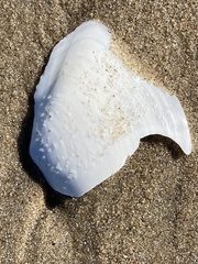 Rexithaerus secta