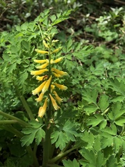 Corydalis formosana