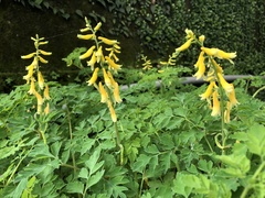 Corydalis formosana