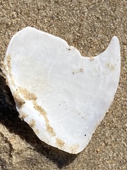 Rexithaerus secta