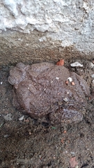 Rhinella horribilis