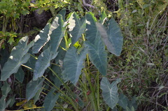 Colocasia esculenta image