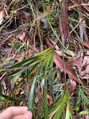 Dianella caerulea producta