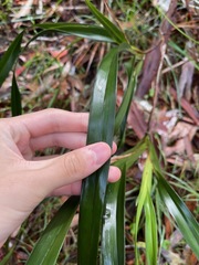 Dianella caerulea producta