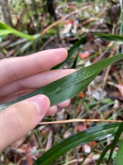Dianella caerulea producta