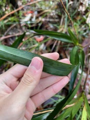 Dianella caerulea producta