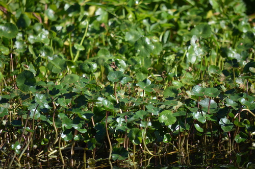 Hydrocotyle ranunculoides image