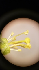 Camissoniopsis confusa