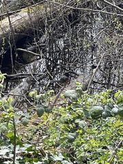Pipilo maculatus