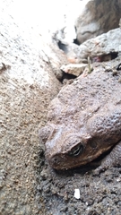 Rhinella horribilis