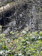 Pipilo maculatus