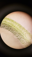 Camissoniopsis confusa