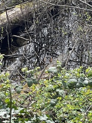 Pipilo maculatus