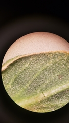 Camissoniopsis confusa