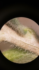 Camissoniopsis confusa