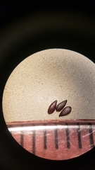 Camissoniopsis confusa