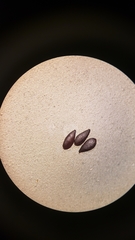 Camissoniopsis confusa