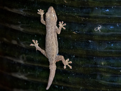 Hemidactylus frenatus