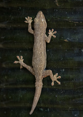 Hemidactylus frenatus