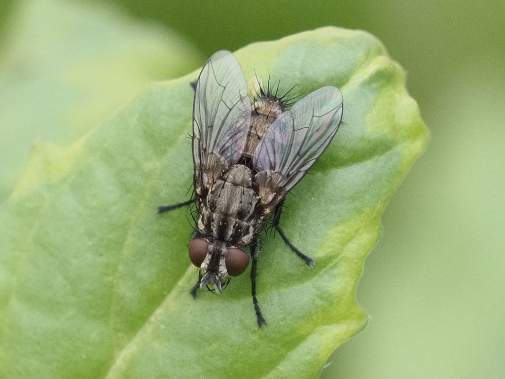 Sarcophaga nigriventris