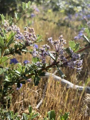 Ceanothus confusus
