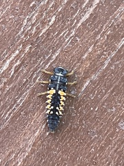 Harmonia axyridis