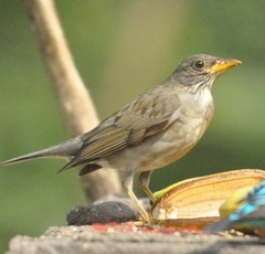 Turdus subalaris