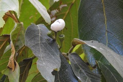 Nectandra reticulata