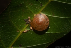 Nitor subrugatus