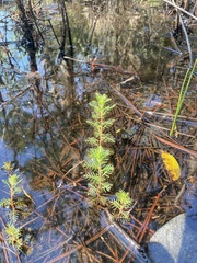 Proserpinaca pectinata