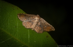 Canaea semitessellalis