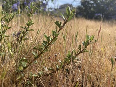 Ceanothus confusus