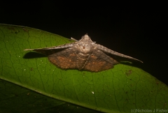 Canaea semitessellalis