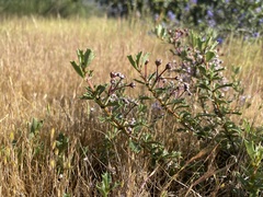 Ceanothus confusus