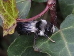 Andrena danuvia