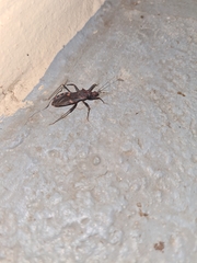 Opisthacidius
