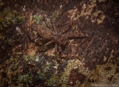 Astiini