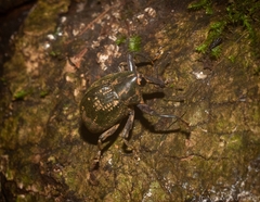 Perissops mucidus