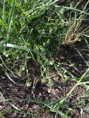 Plagiobothrys undulatus