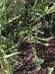 Plagiobothrys undulatus