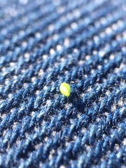 Plagiobothrys undulatus