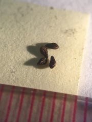 Plagiobothrys undulatus