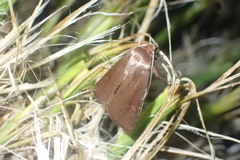Ichneutica alopa