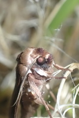 Ichneutica alopa