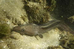 Conger marginatus