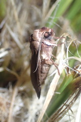 Ichneutica alopa