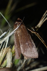 Ichneutica alopa
