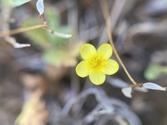 Leptosiphon acicularis