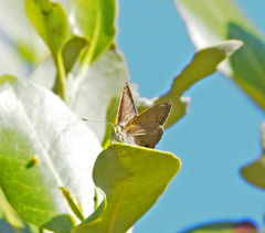 Hypochrysops epicurus